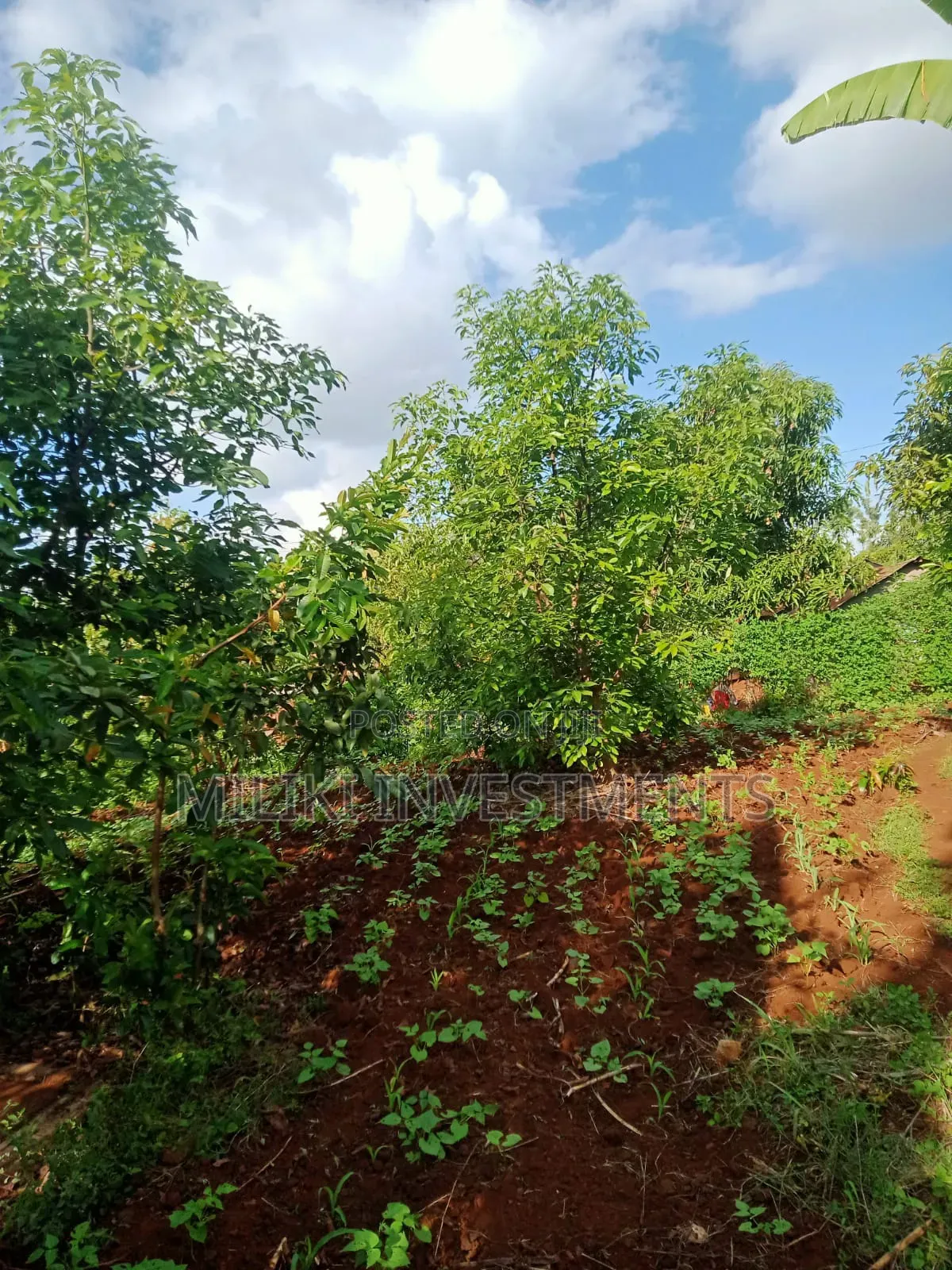 5 Acres on Sale Ta Kamahuha in Makuyu