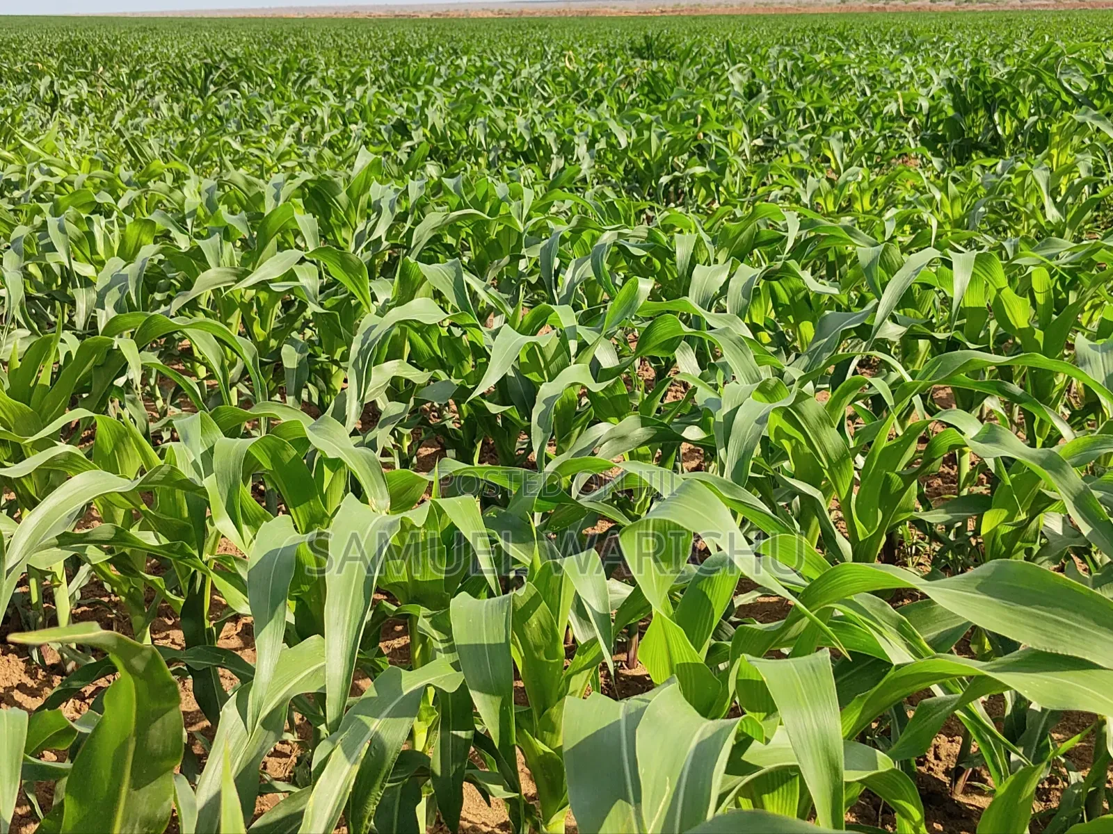 1 ACRE Prime Property on Sale Marereni Malindi in Malindi