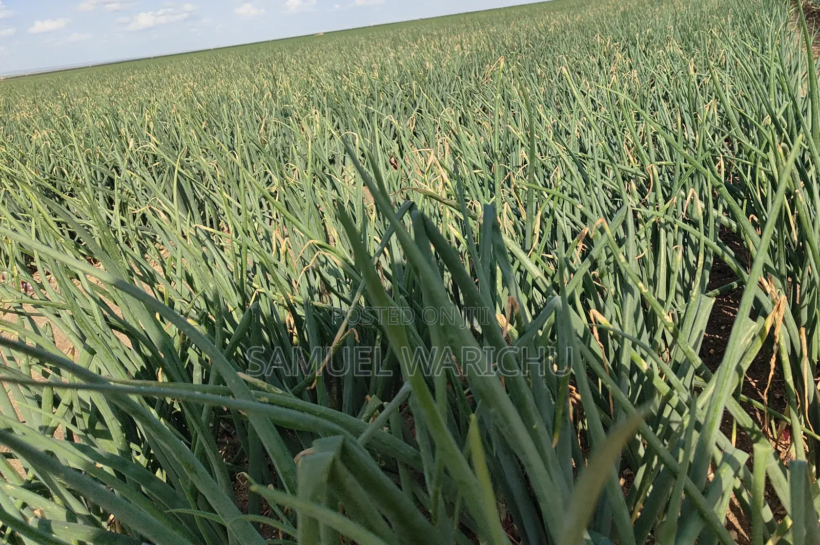 1 ACRE Prime Property on Sale Marereni Malindi in Malindi