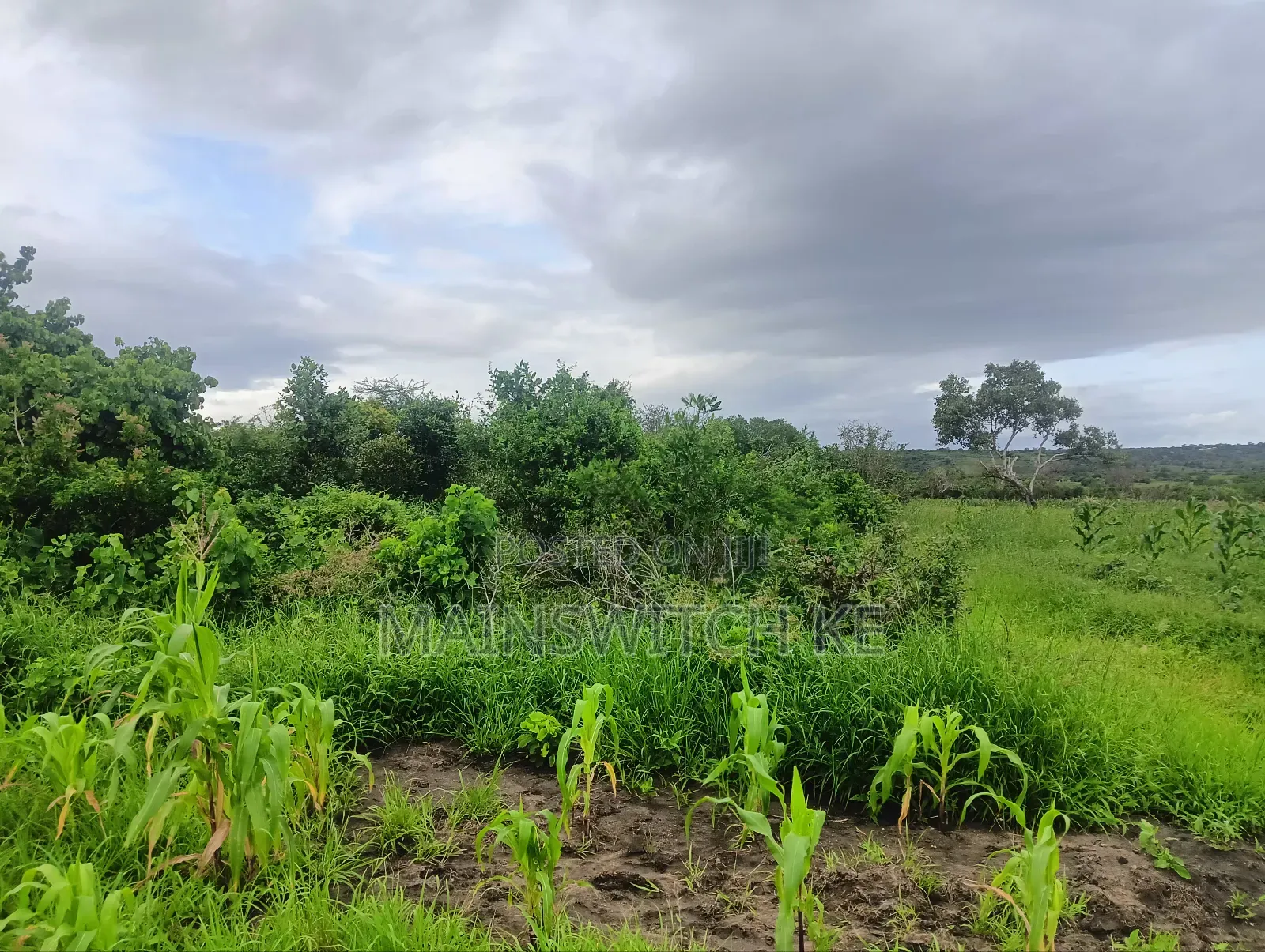 Prime 65 Acres Block in Magarini