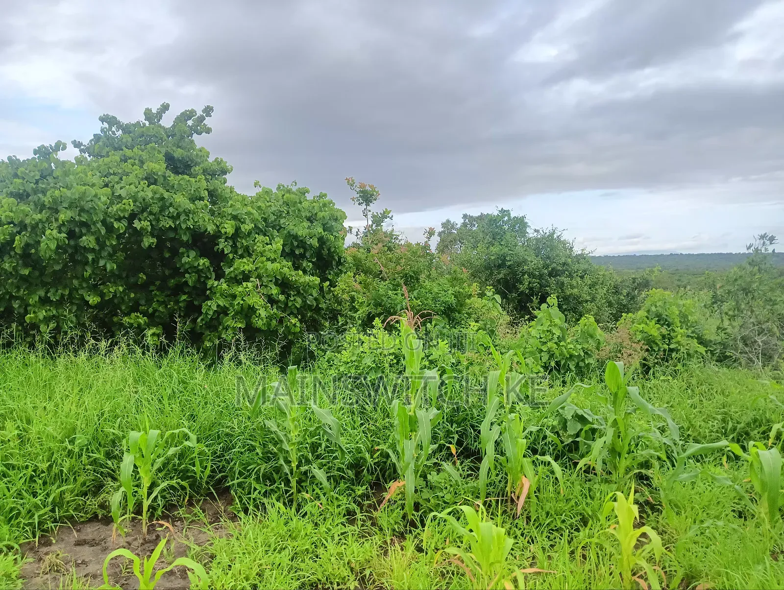 Prime 65 Acres Block in Magarini