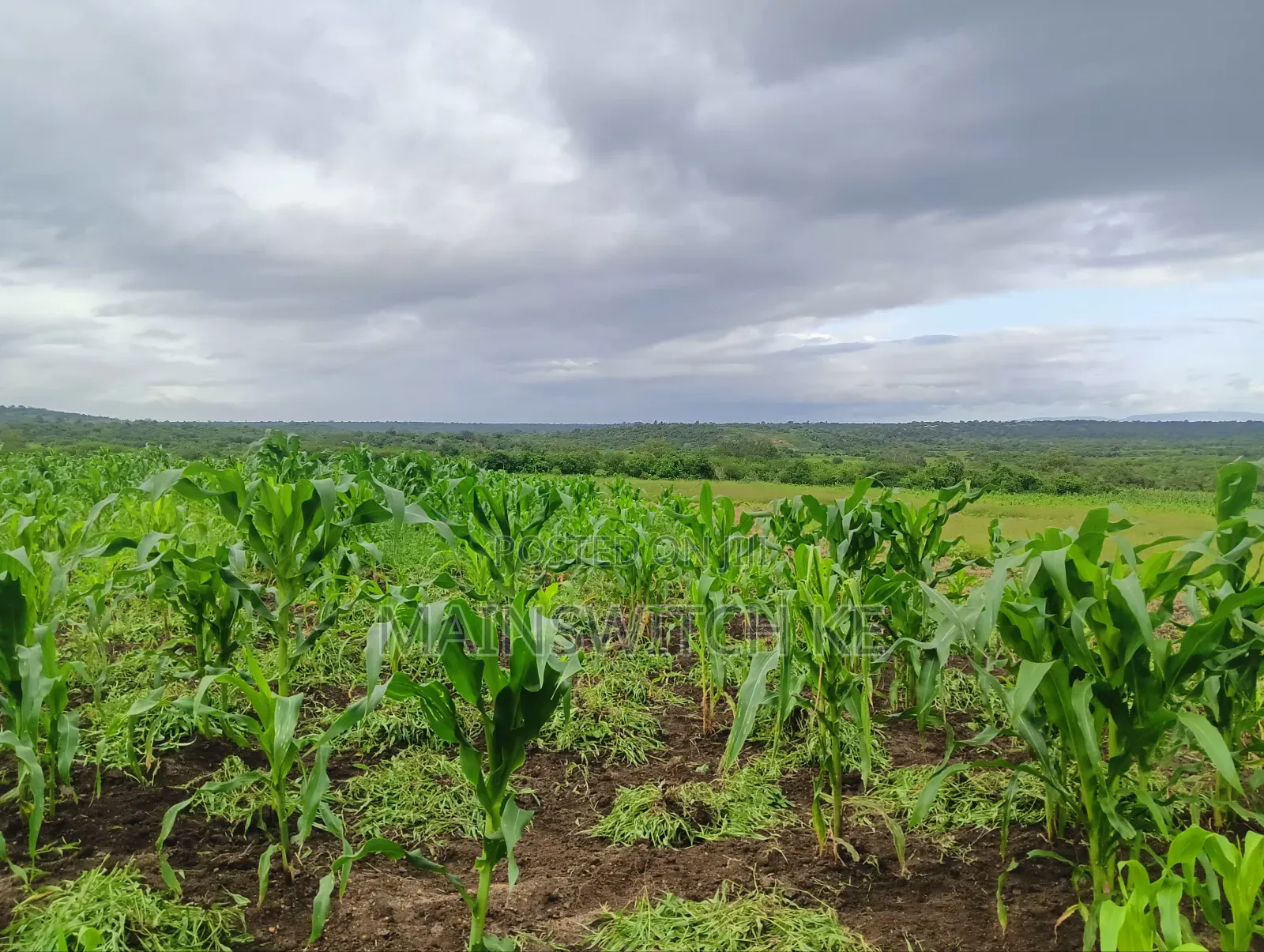 Prime 65 Acres Block in Magarini