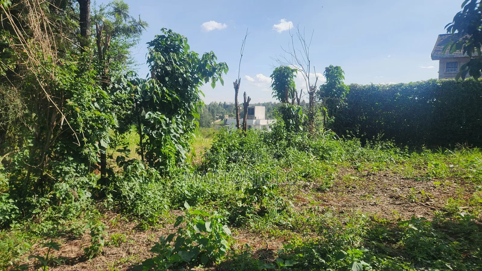 Mugumo Off Kamiti Road in Kiambu / Kiambu 