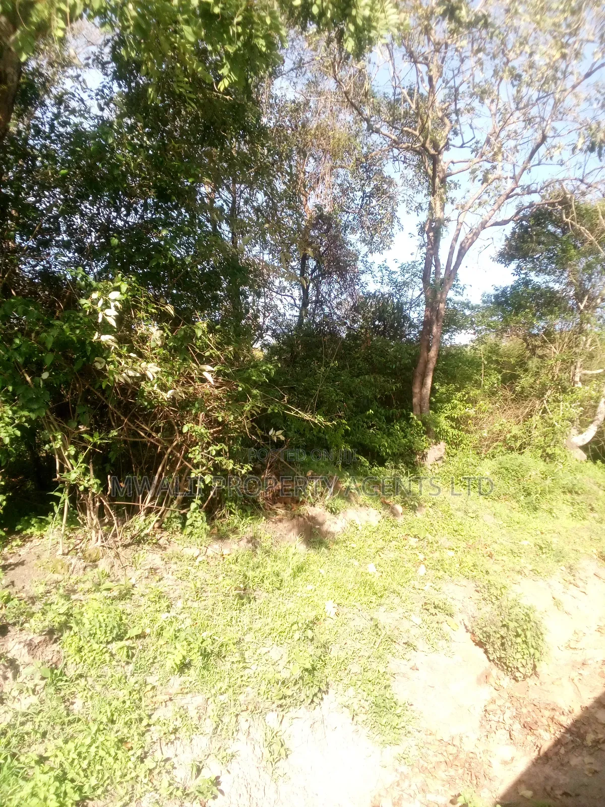 18 Acres Farm, Inyuu(Zombe) in Zombe/Mwitika