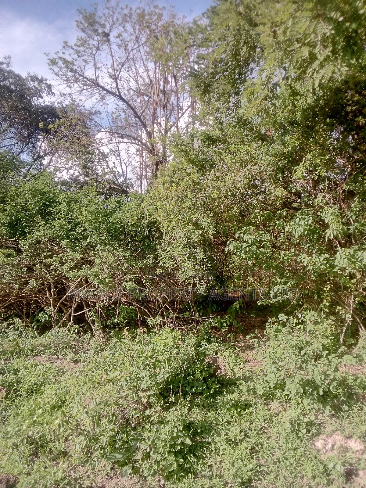 18 Acres Farm, Inyuu(Zombe) in Zombe/Mwitika
