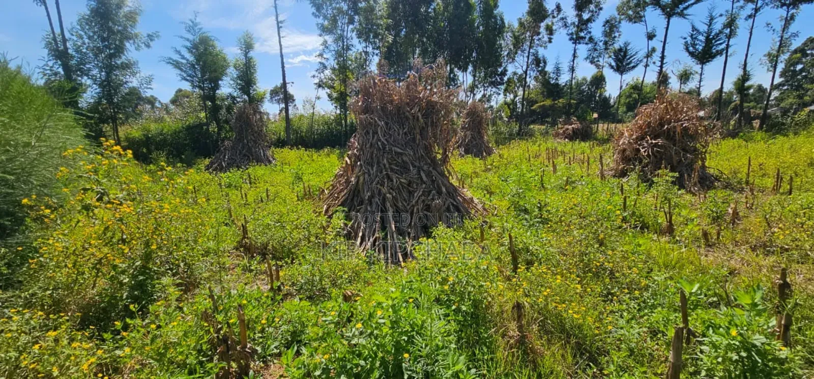 Prume 1⁄4 Plot for Sale in Chepkanga Eldoret Mutei Road in Kimumu