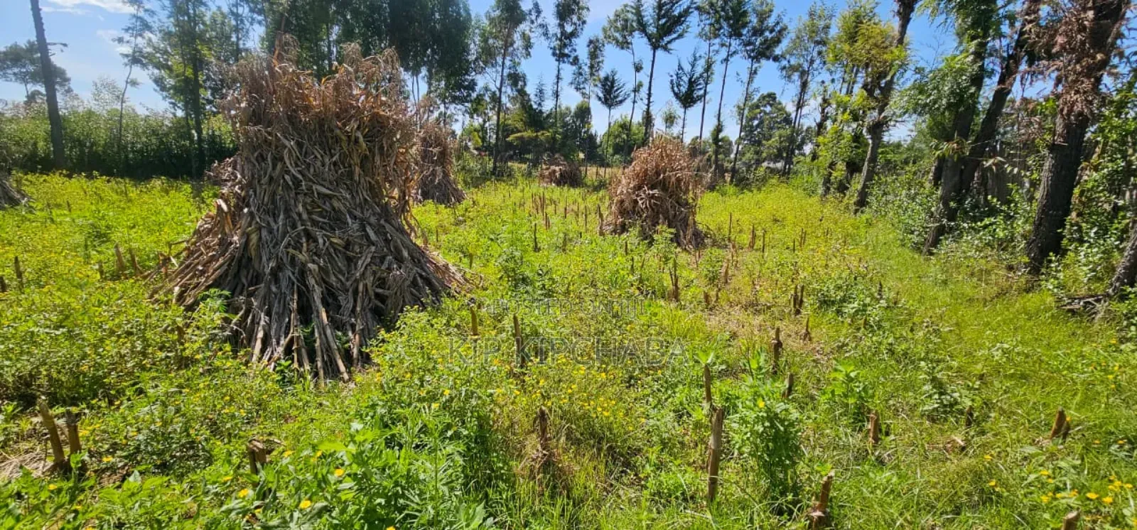 Prume 1⁄4 Plot for Sale in Chepkanga Eldoret Mutei Road in Kimumu