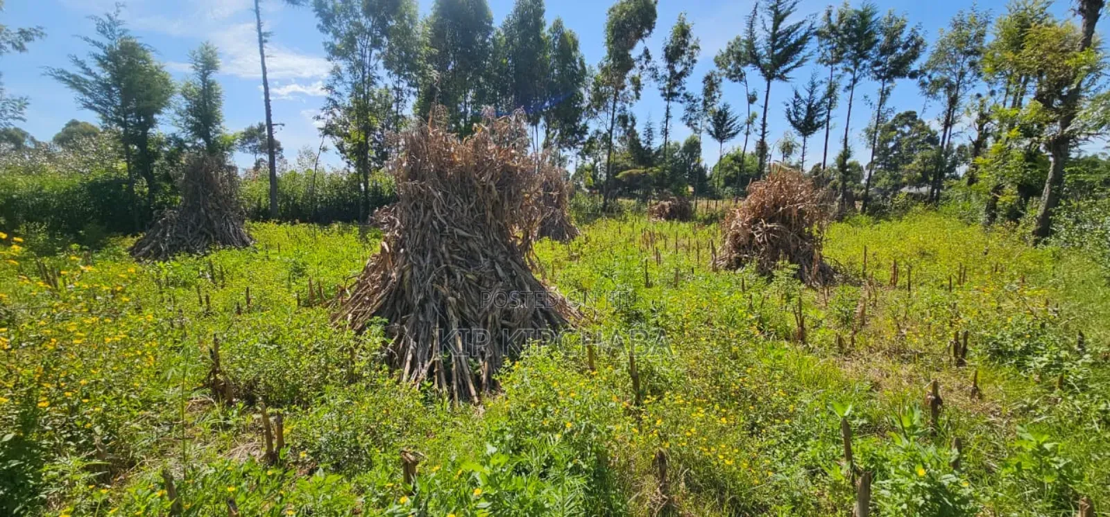 Prume 1⁄4 Plot for Sale in Chepkanga Eldoret Mutei Road in Kimumu