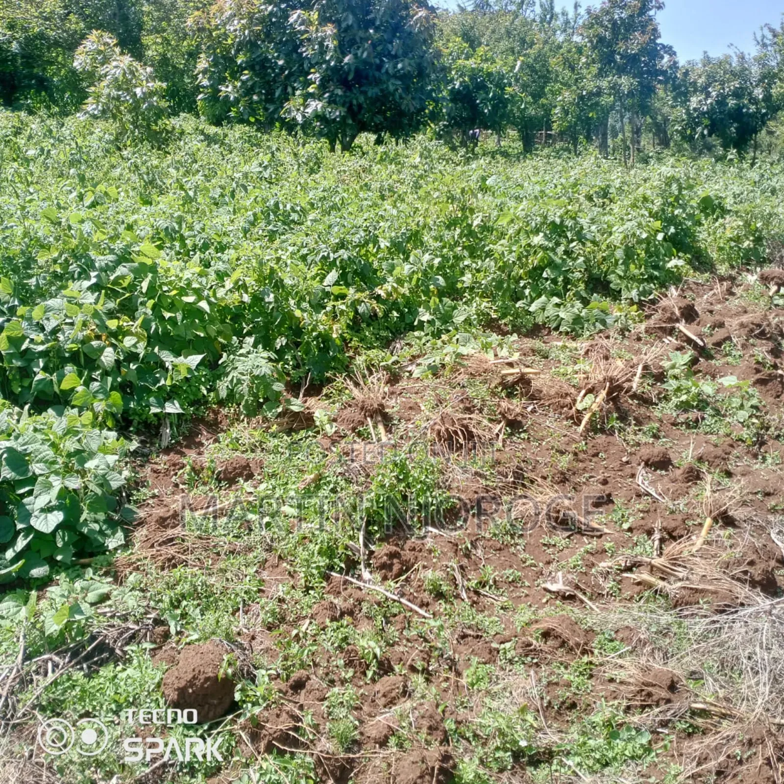 1 Acre Kinyogori in Bibirioni