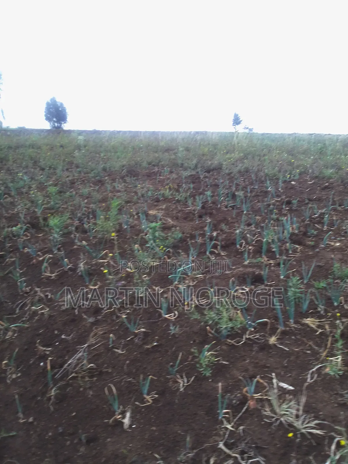 1 Acre Longonot in Naivasha East