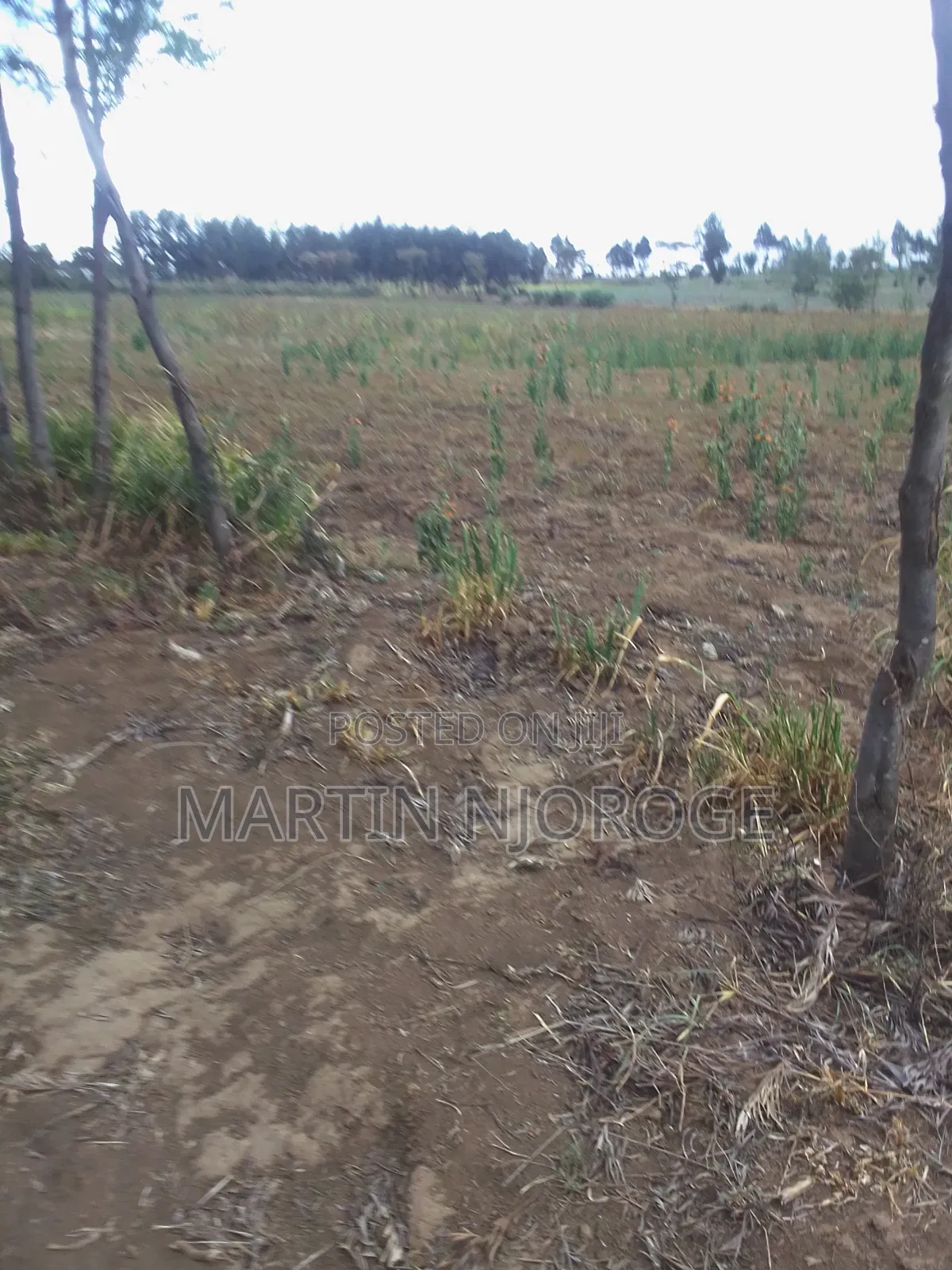 1 Acre Longonot in Naivasha East