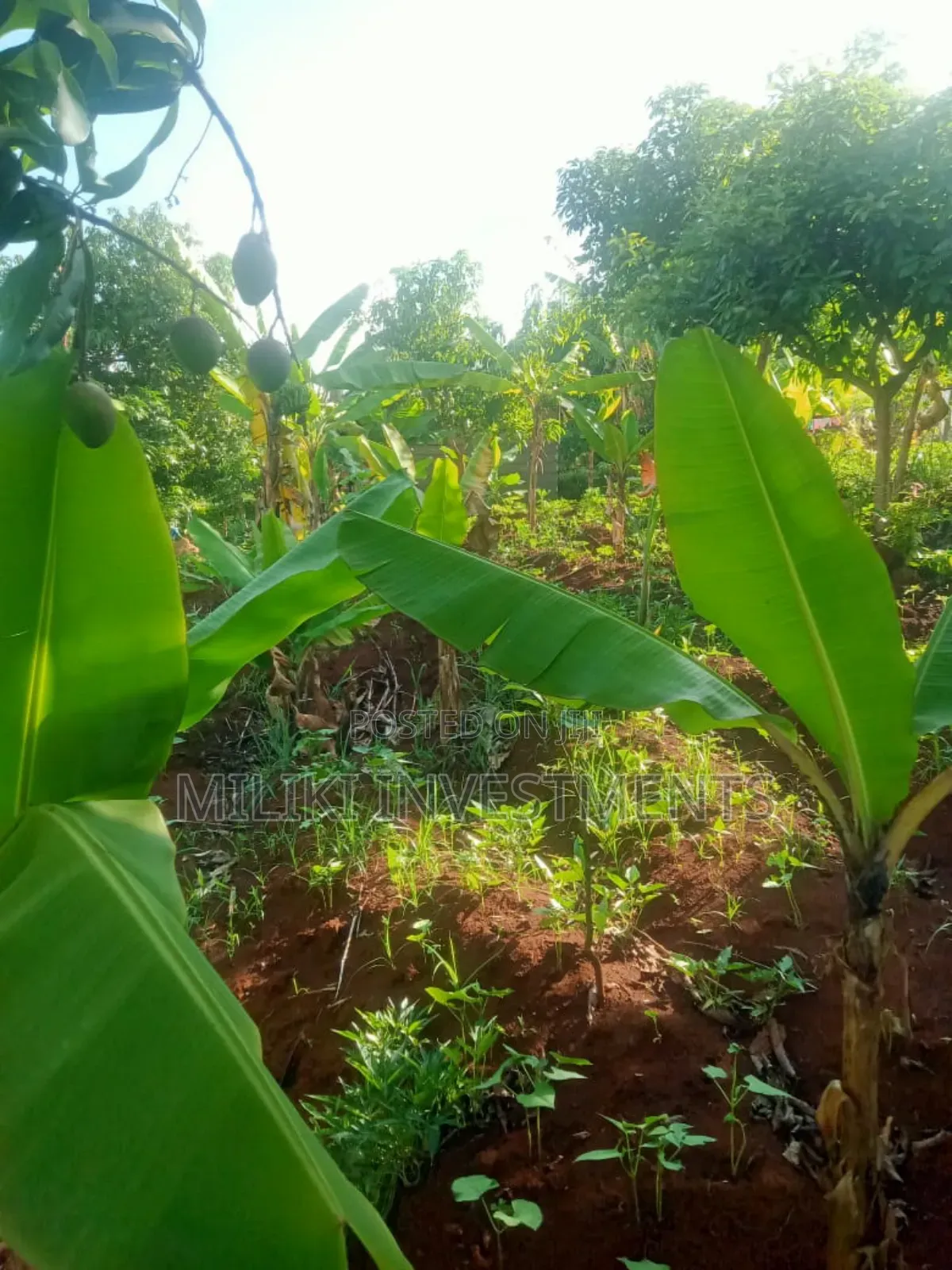 50 by 100 Plots at Kenol Sabasaba Area in Makuyu