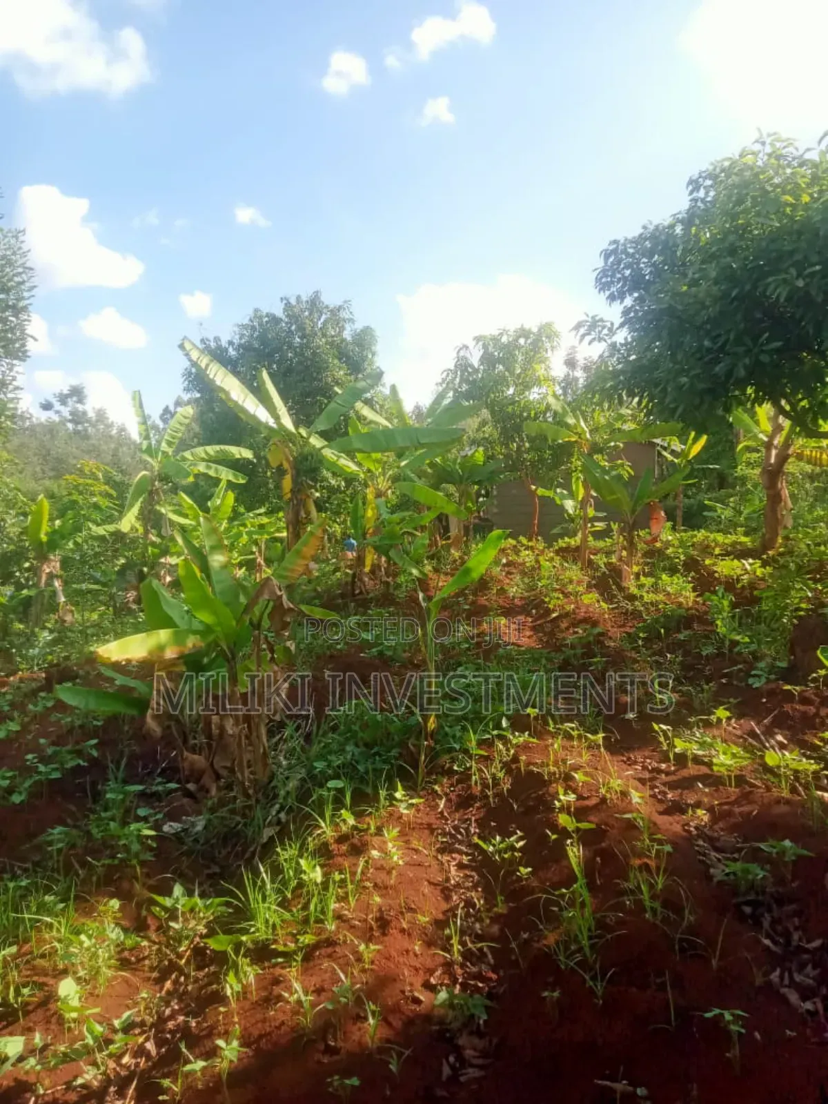 50 by 100 Plots at Kenol Sabasaba Area in Makuyu
