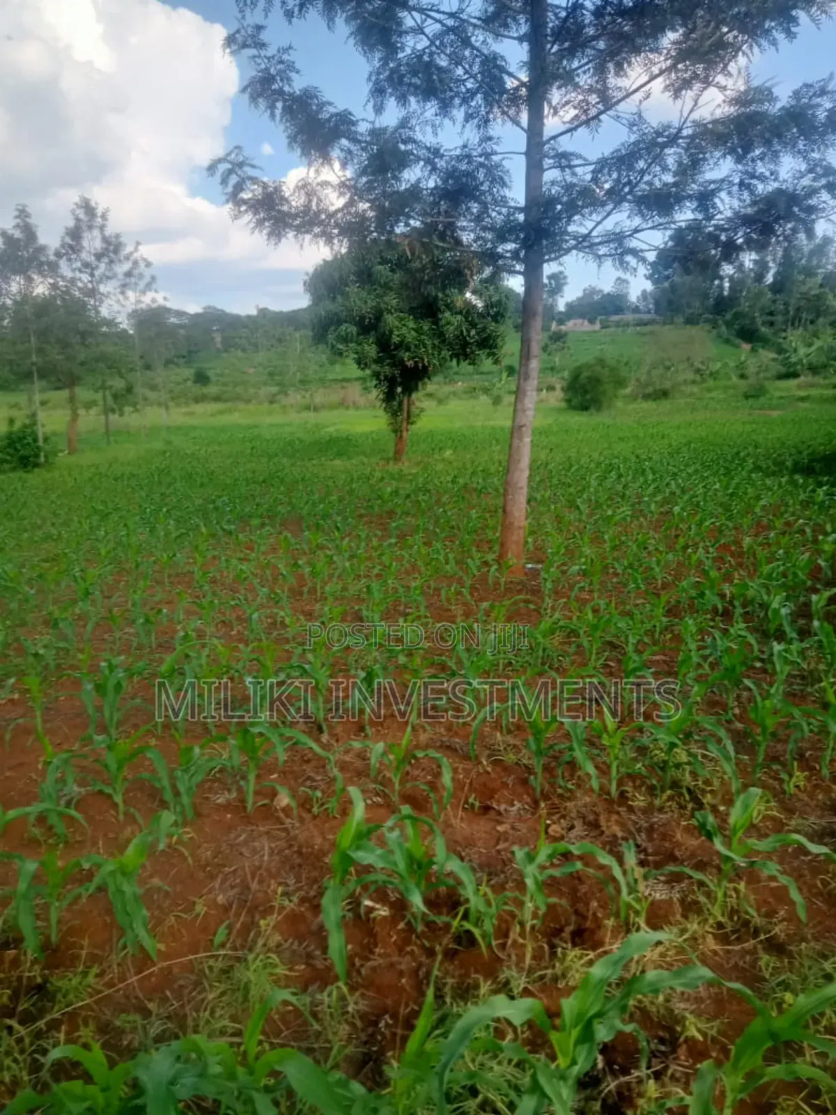 One Acre Land on Sale at Sabasaba-Kamahu in Makuyu