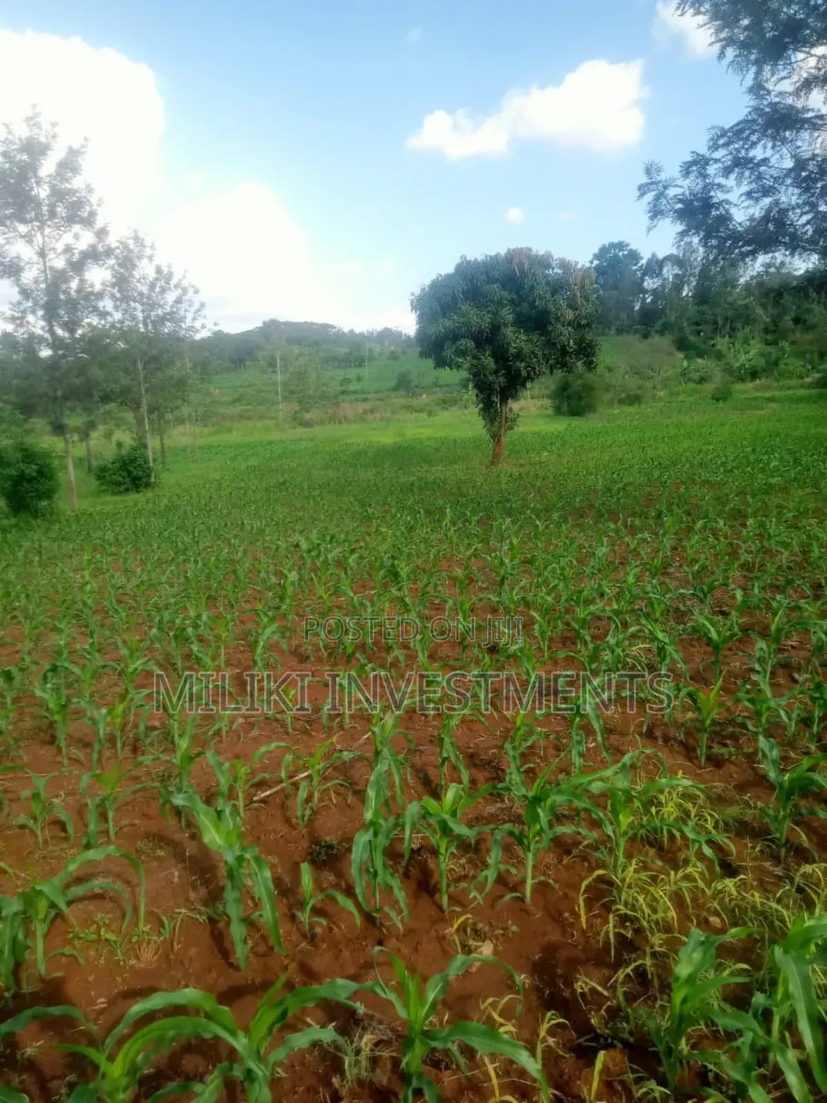 One Acre Land on Sale at Sabasaba-Kamahu in Makuyu