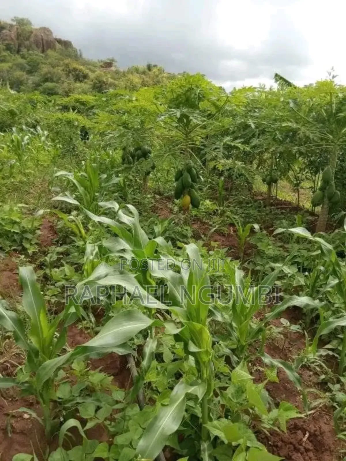 3.5 Acres at Piped Irrigation Land At in Machakos Town