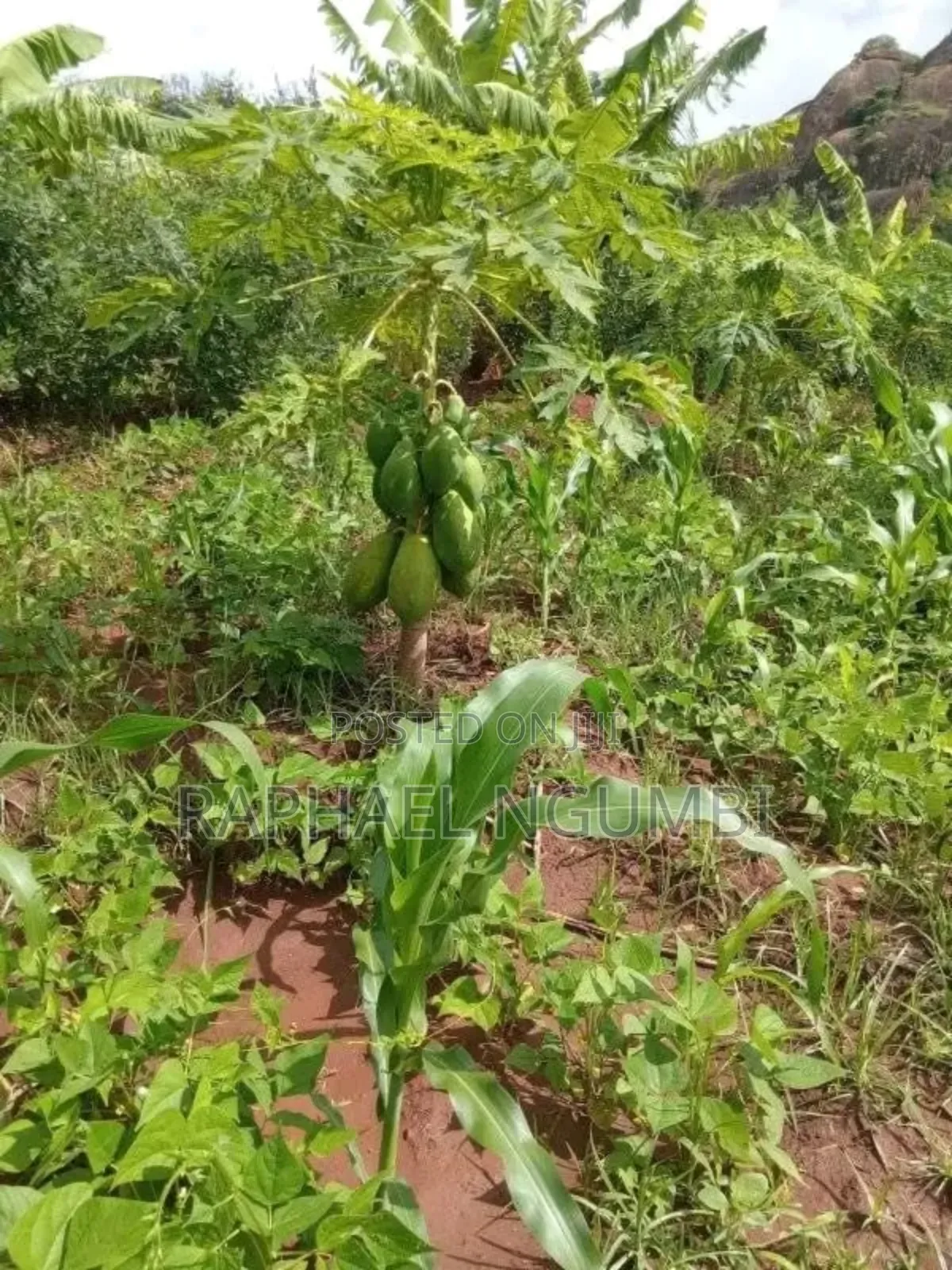 3.5 Acres at Piped Irrigation Land At in Machakos Town