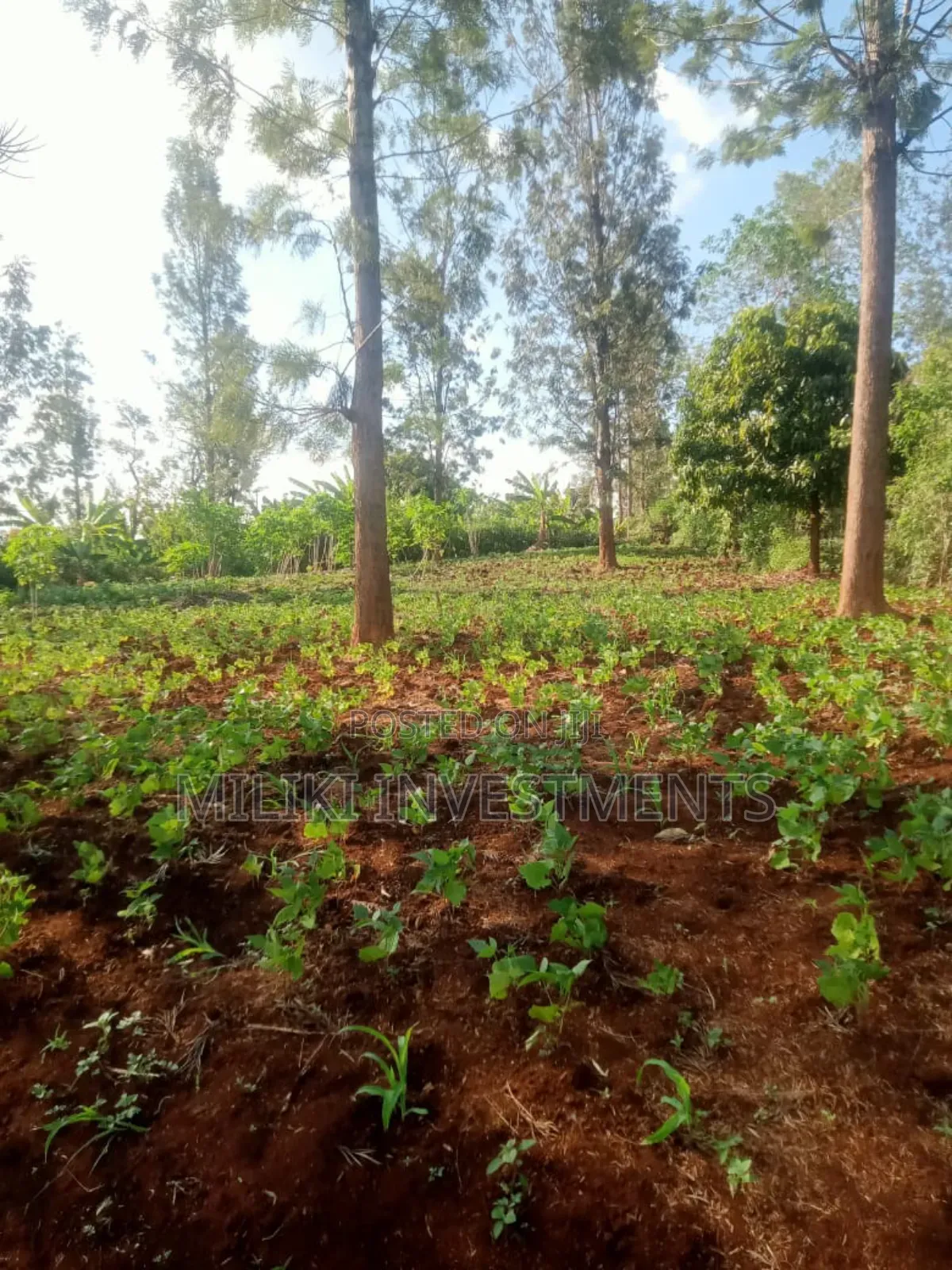 4p by 80 Plots on Sale Kabati-Kenol in Kimorori/Wempa