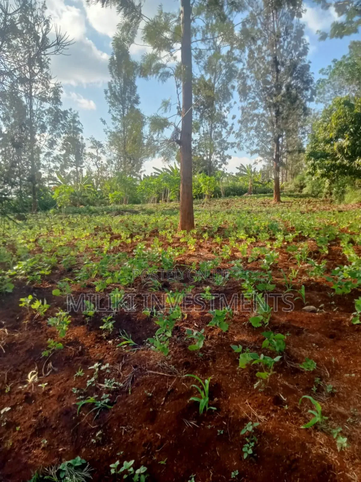 4p by 80 Plots on Sale Kabati-Kenol in Kimorori/Wempa