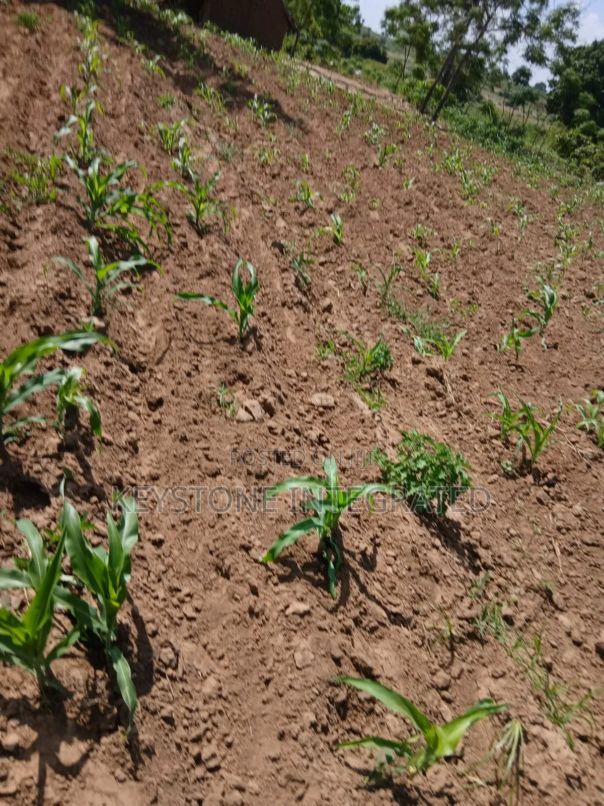 Gandini,Kwale Land for Sale in Dzombo