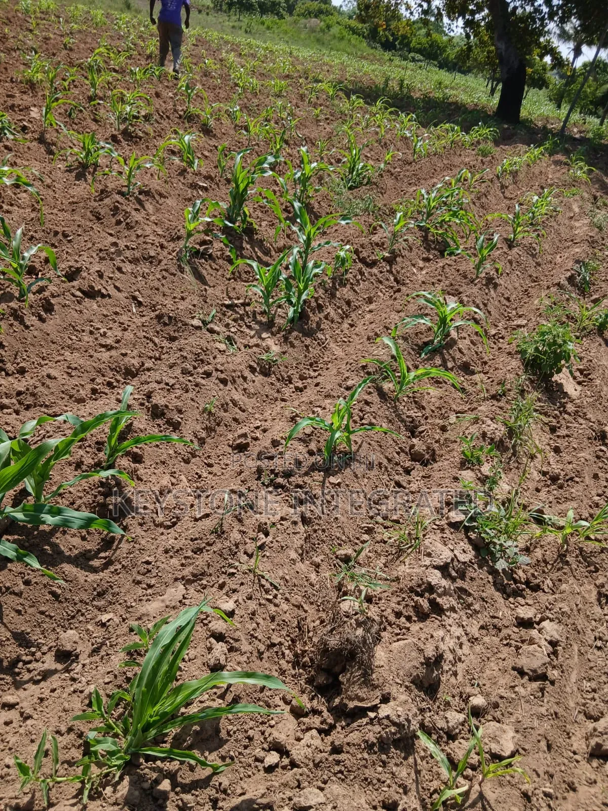 Gandini,Kwale Land for Sale in Dzombo