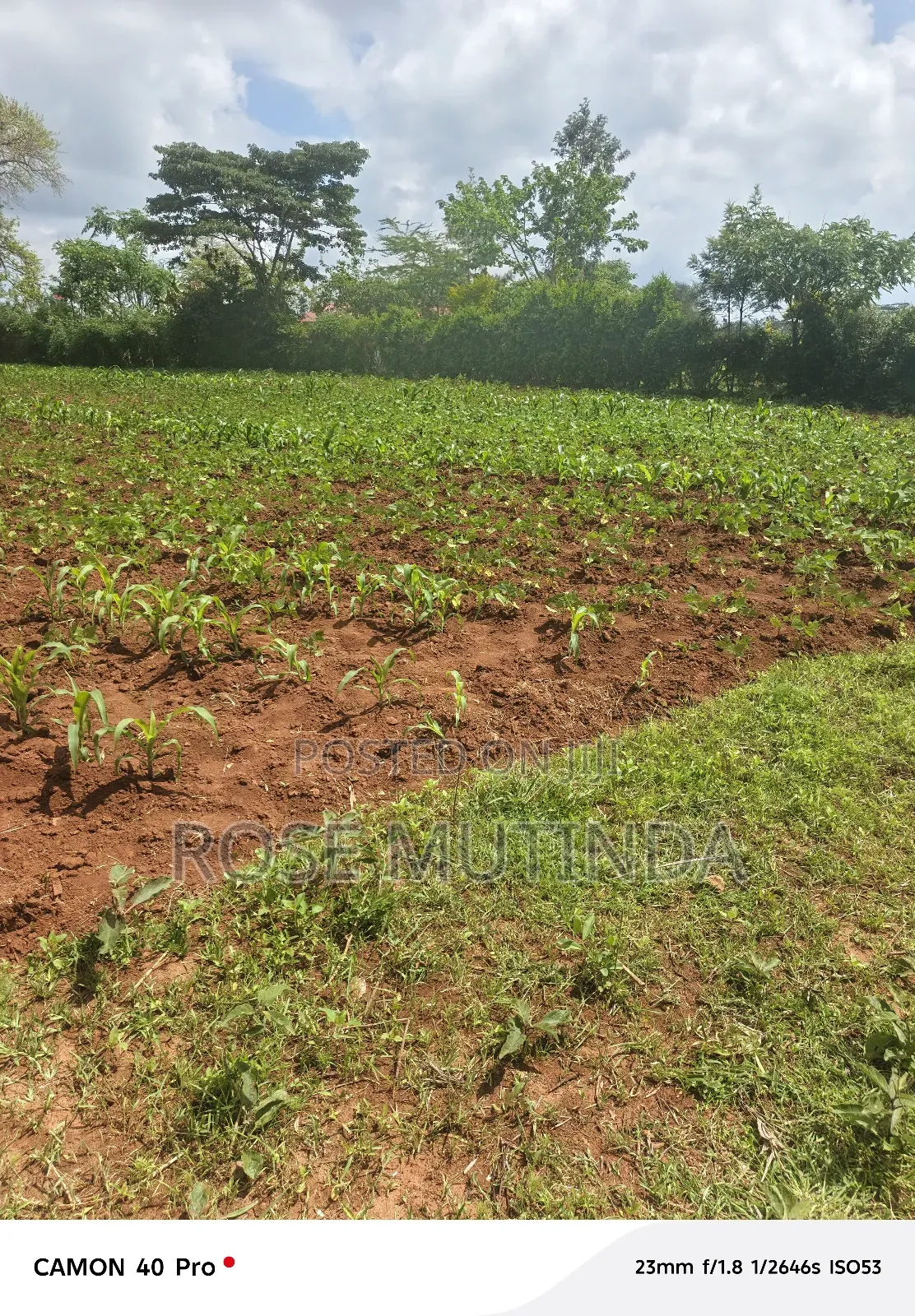 100 by 100 at Kwamutula in Tala