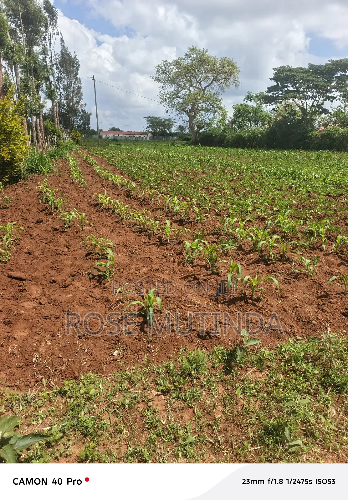 100 by 100 at Kwamutula in Tala