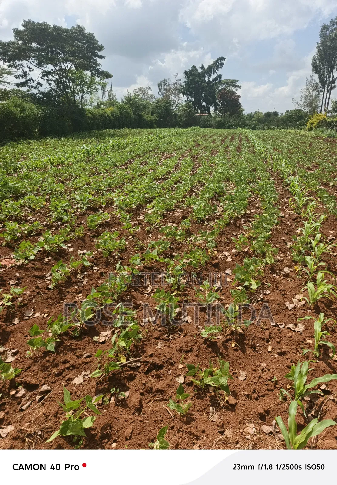 100 by 100 at Kwamutula in Tala