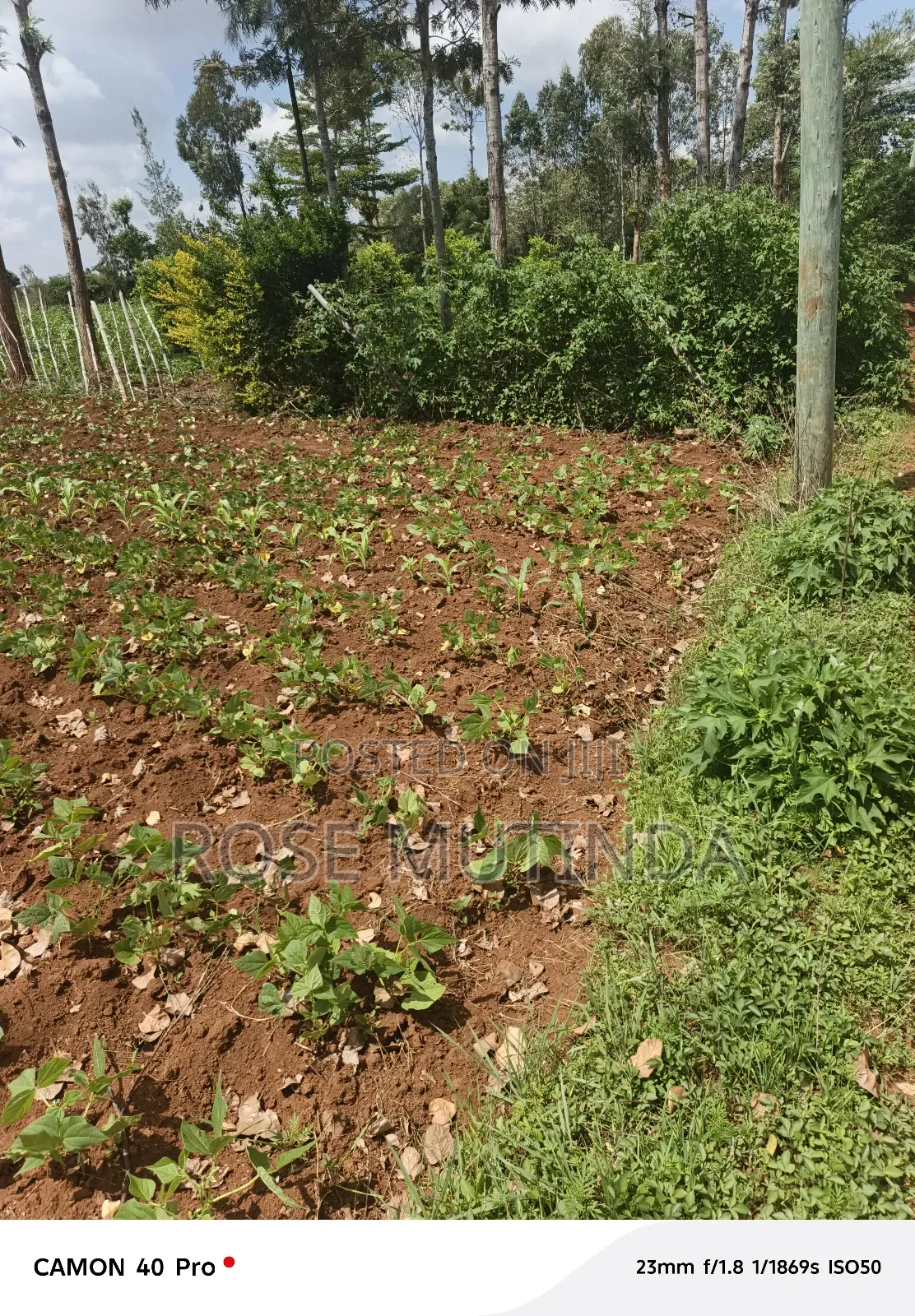 100 by 100 at Kwamutula in Tala