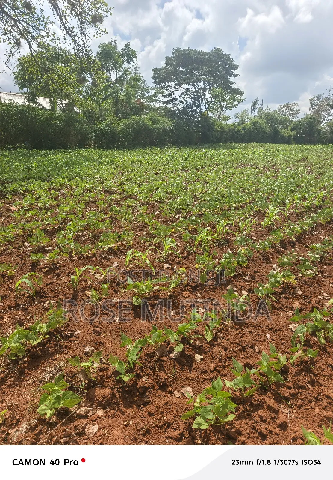 100 by 100 at Kwamutula in Tala