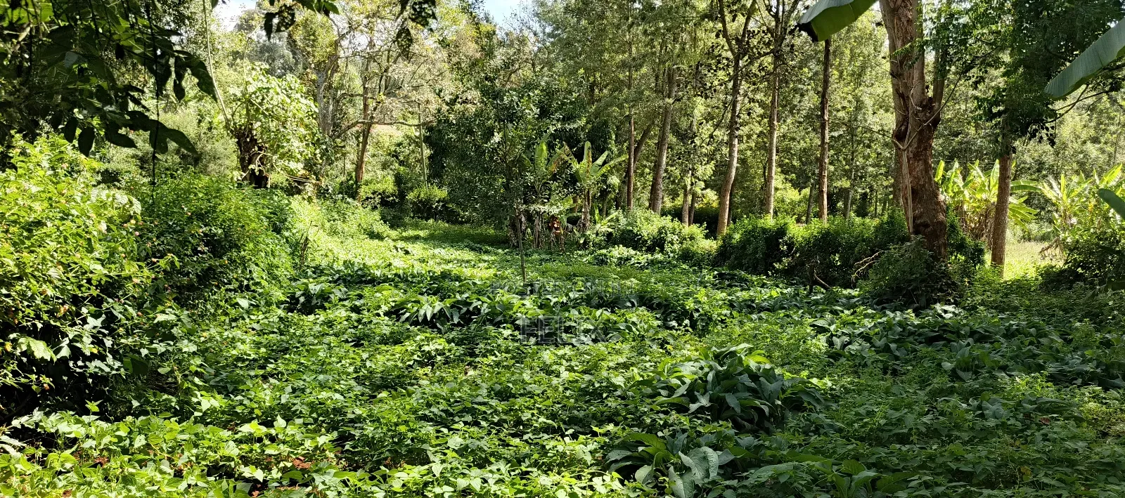 Karatina Tumutumu 3/4 Acre in Karatina Town