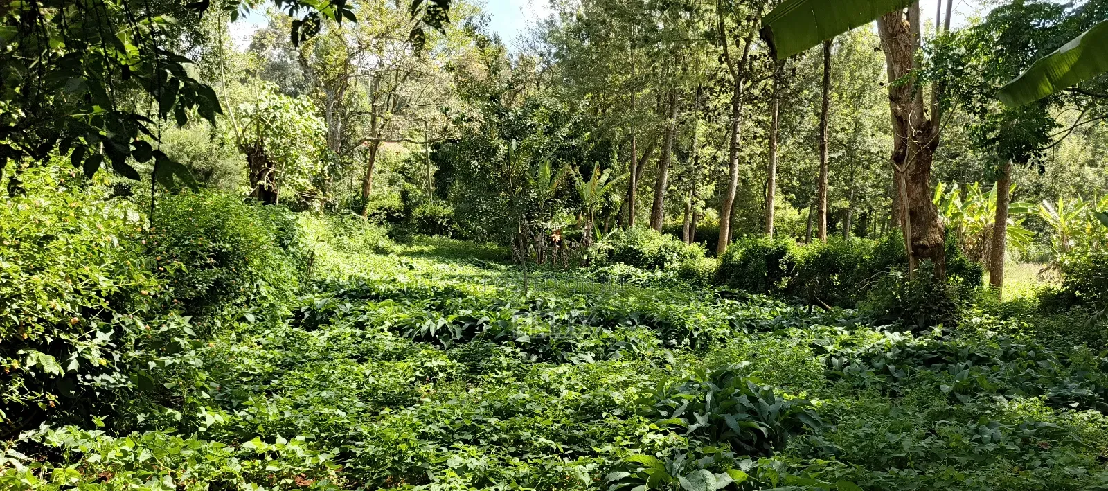 Karatina Tumutumu 3/4 Acre in Karatina Town