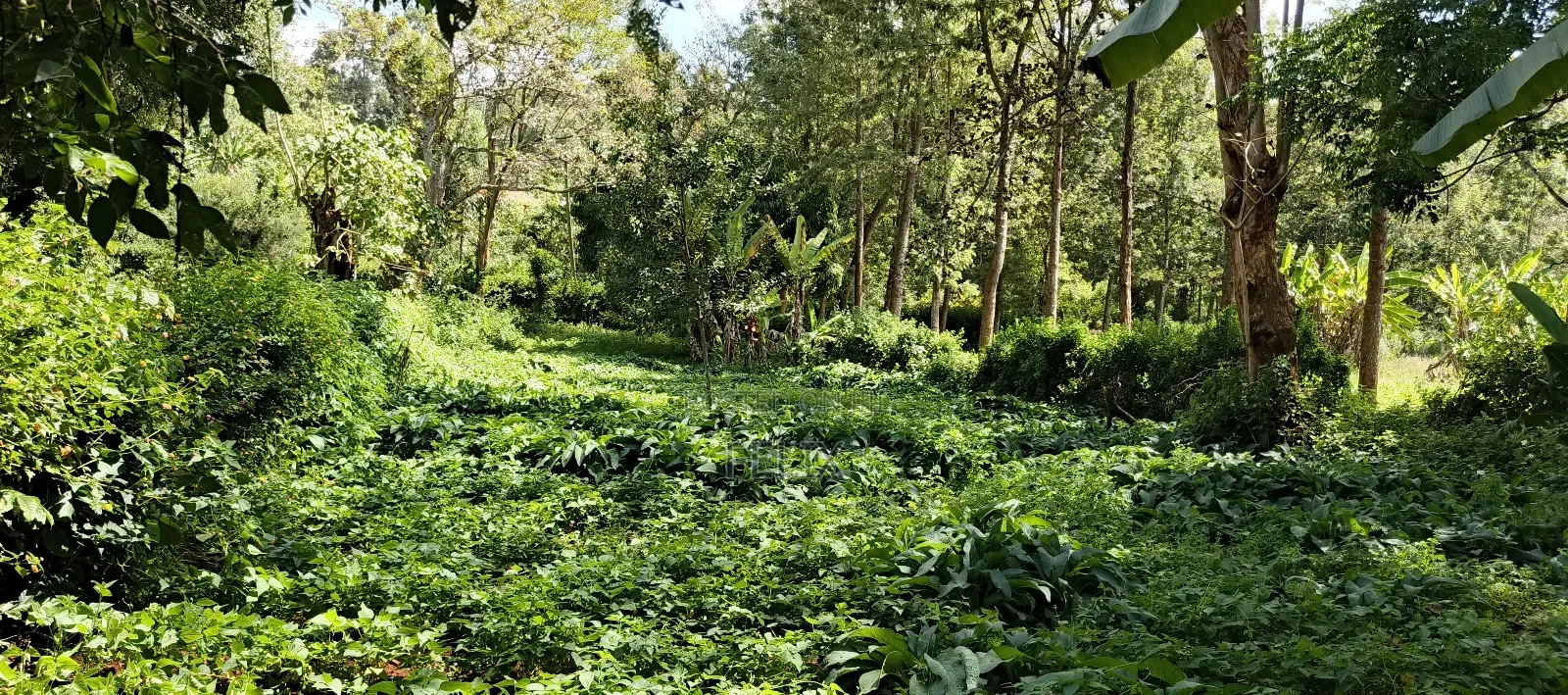 Karatina Tumutumu 3/4 Acre in Karatina Town