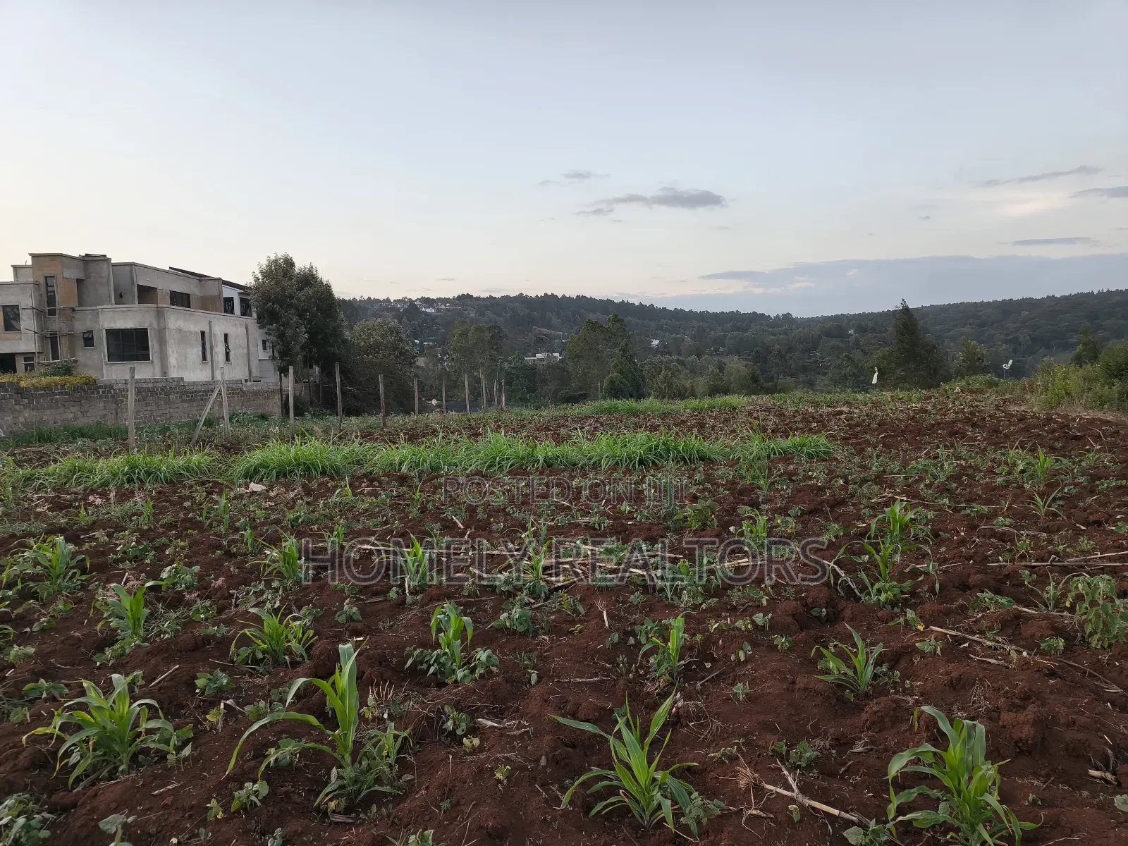 Quarter Acre Plot Is on Sale in Kerarapon Drive, Ngong. Red Soil in Kerarapon