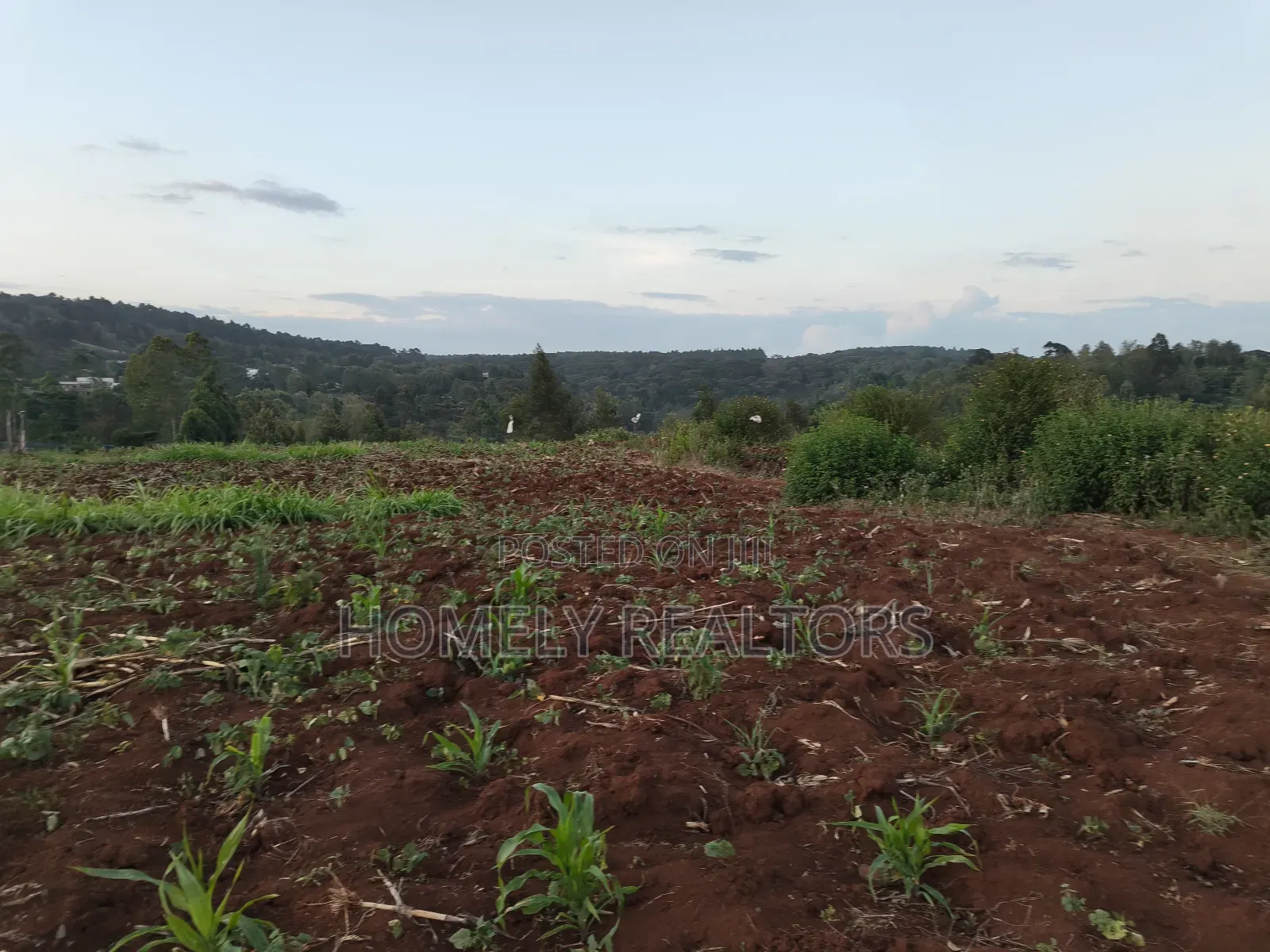 Quarter Acre Plot Is on Sale in Kerarapon Drive, Ngong. Red Soil in Kerarapon