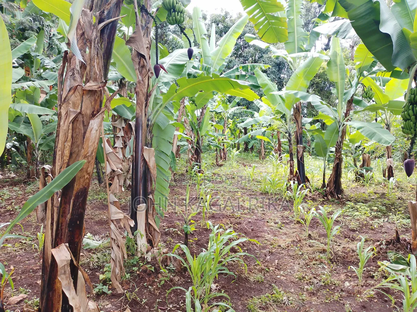 Chuka Town Development Land for Sale. Approximately One Acre. in Karingani