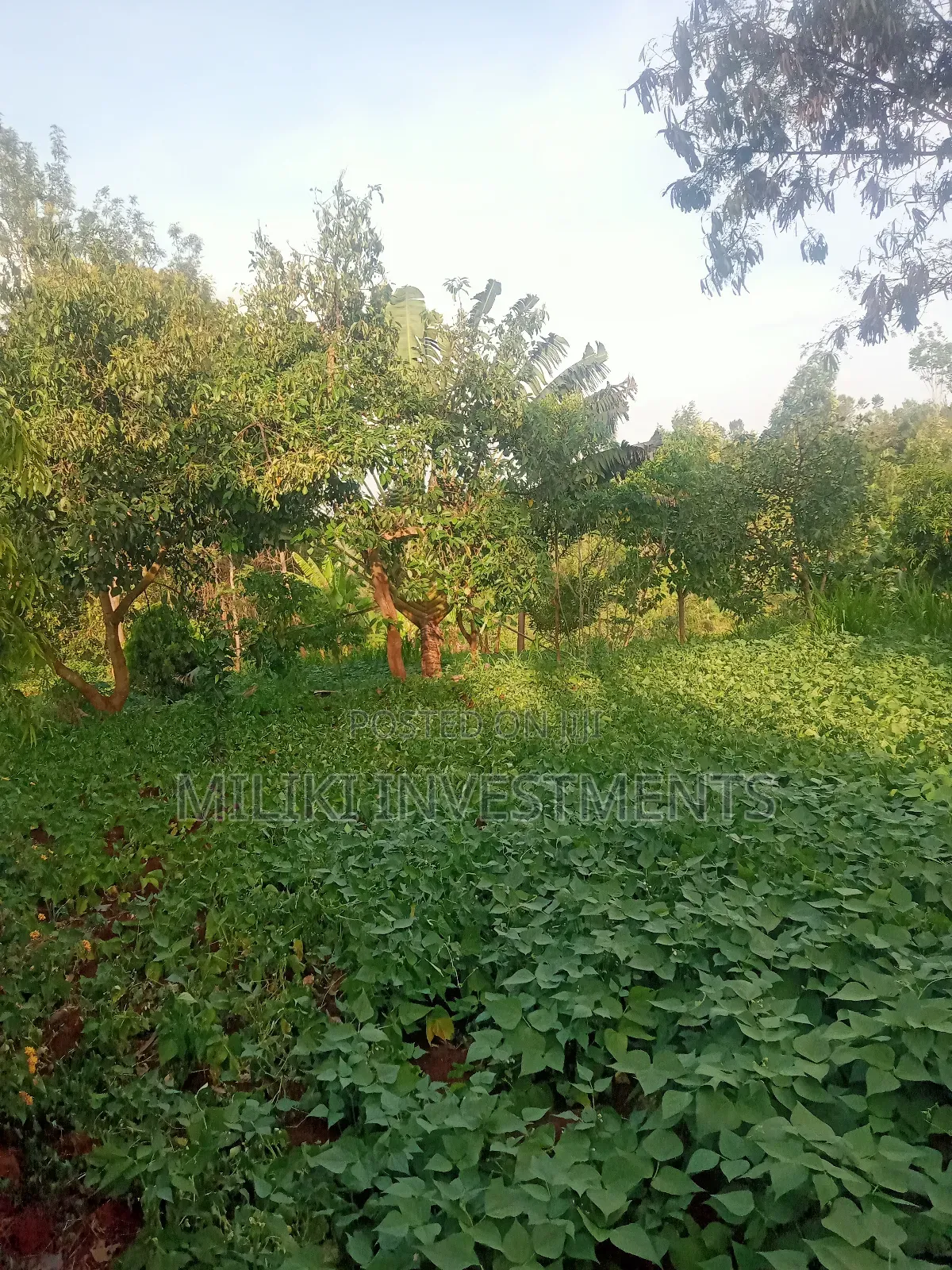 An of Land Is on Sale at Kenol Town in Kimorori/Wempa