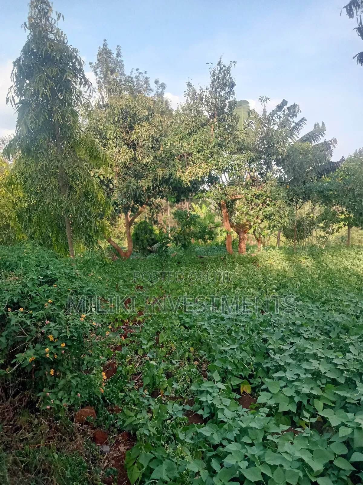 An of Land Is on Sale at Kenol Town in Kimorori/Wempa