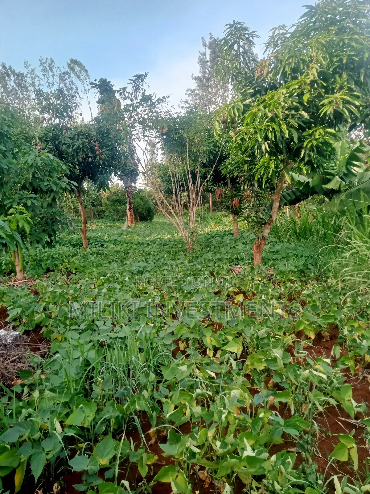 An of Land Is on Sale at Kenol Town in Kimorori/Wempa