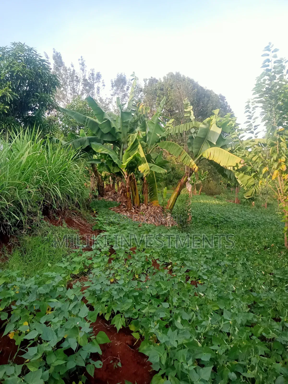 An of Land Is on Sale at Kenol Town in Kimorori/Wempa
