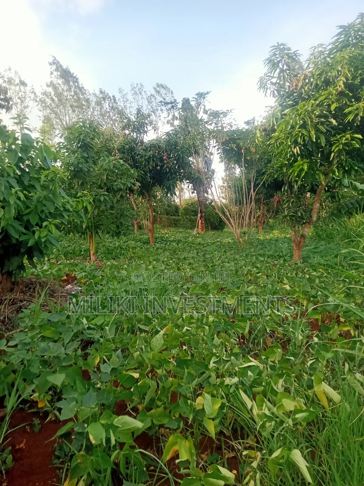 An of Land Is on Sale at Kenol Town in Kimorori/Wempa