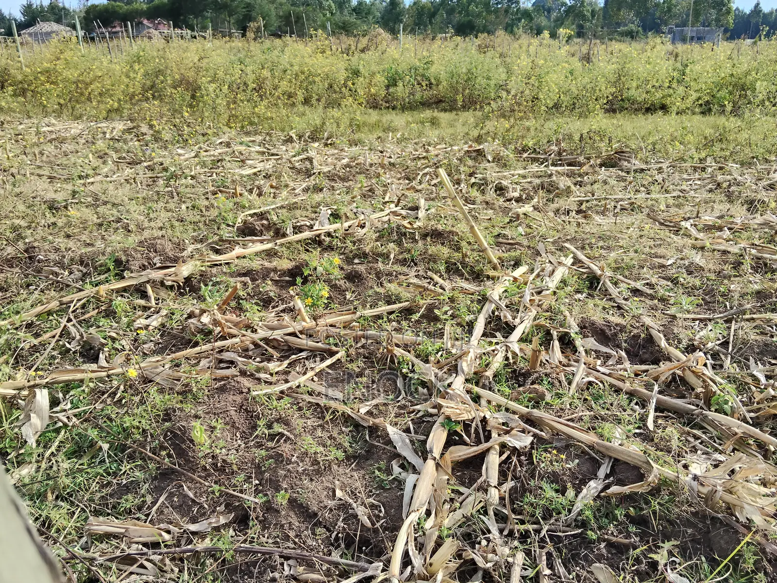 Outspan Kiambaa 1⁄4acre Plot in Ngeria