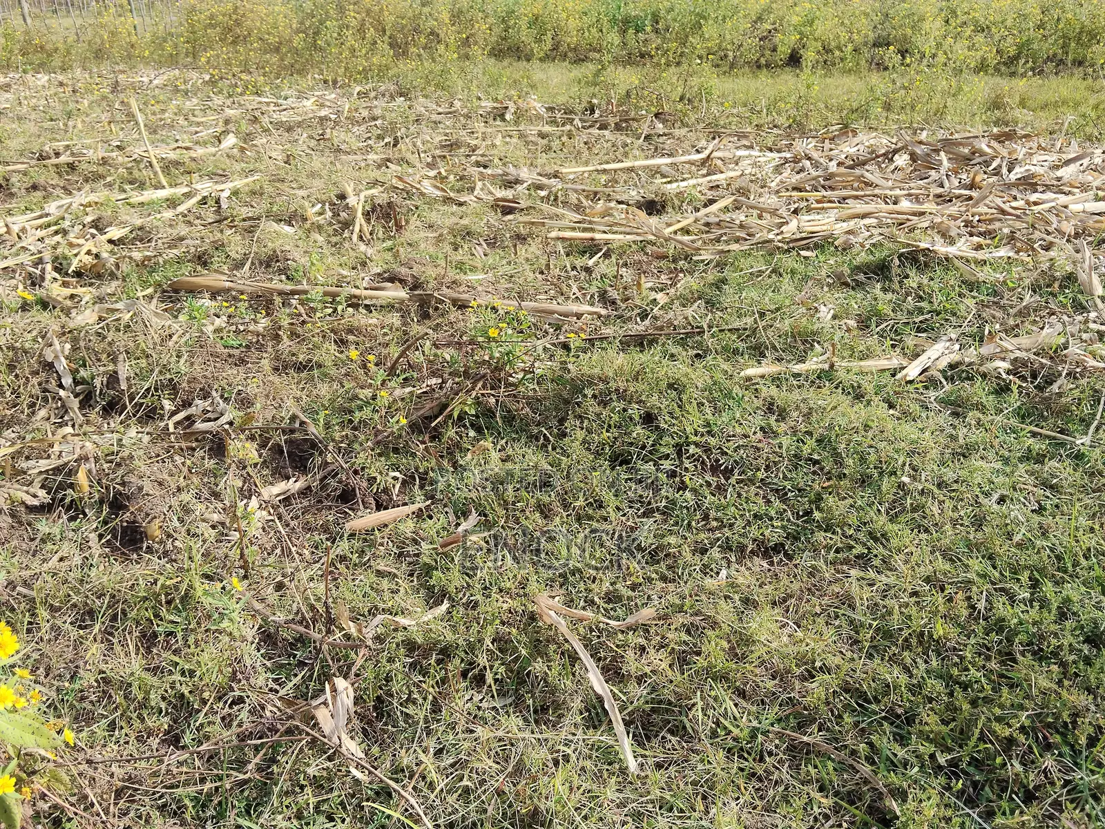 Outspan Kiambaa 1⁄4acre Plot in Ngeria