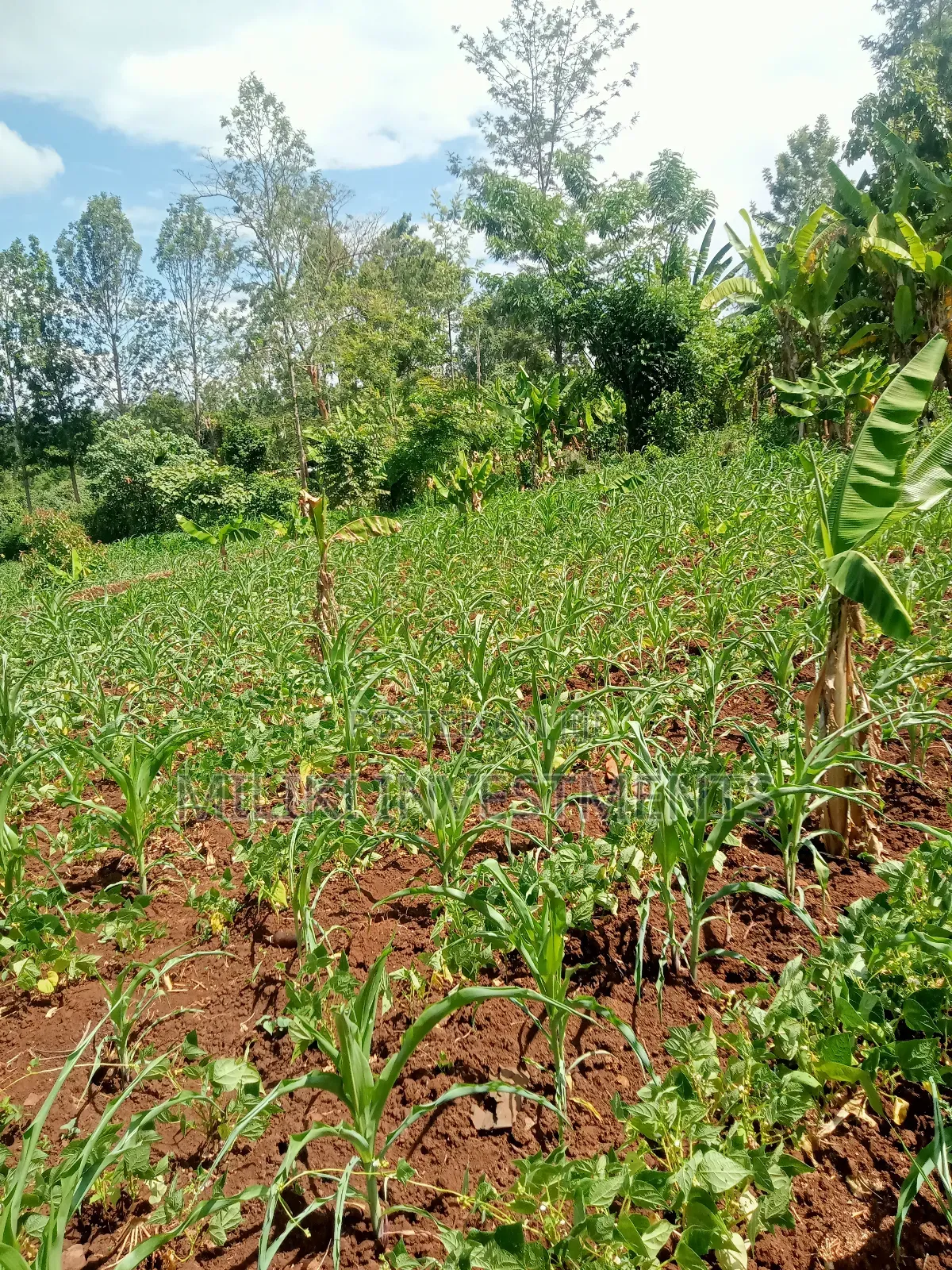Half an Acre on Sale at Githunguri in Kagundu-Ini