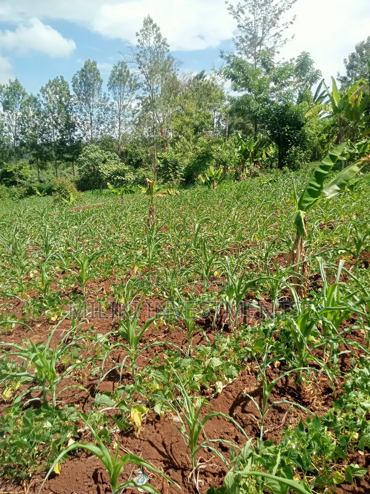 Half an Acre on Sale at Githunguri in Kagundu-Ini