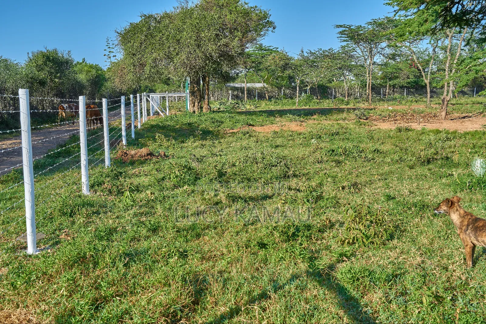 50x100 Prime Plots In Nanyuki Next To Maiyan in Nanyuki