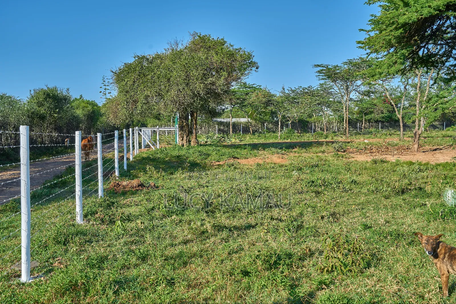 50x100 Prime Plots In Nanyuki Next To Maiyan in Nanyuki