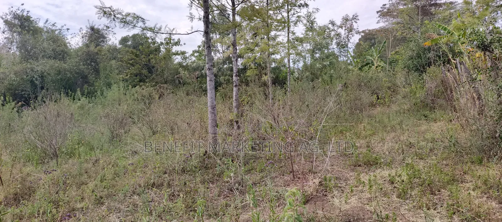 50*100 Plot for Sale in Ngong Ololua in Ongata Rongai