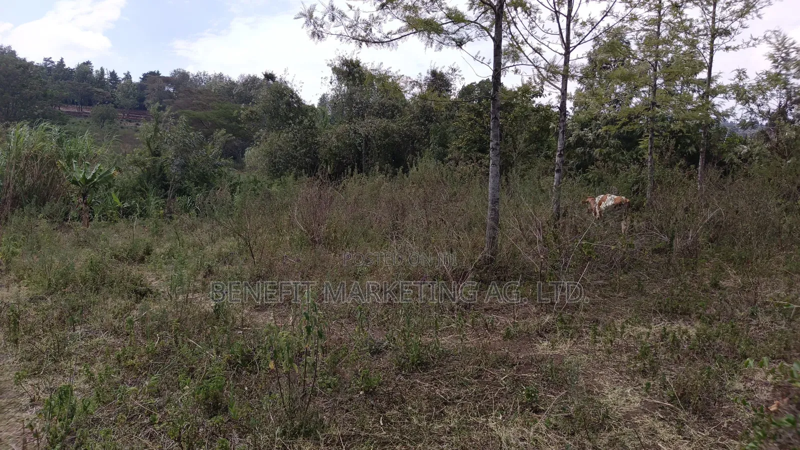 50*100 Plot for Sale in Ngong Ololua in Ongata Rongai