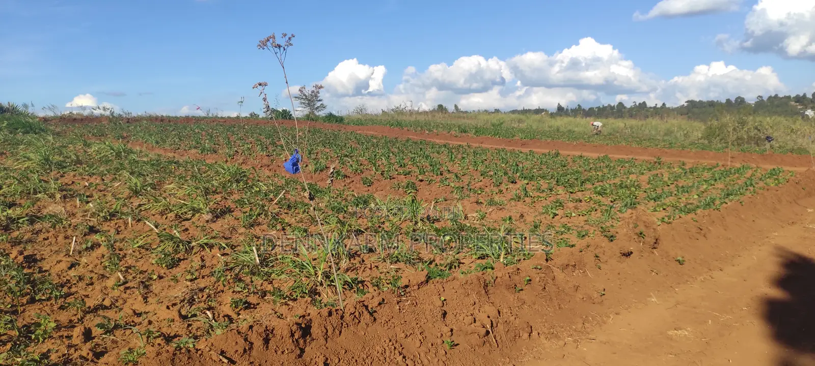Prime 1/8 Acre In Kikuyu, Thigio (Fronting Tarmac) in Ndeiya